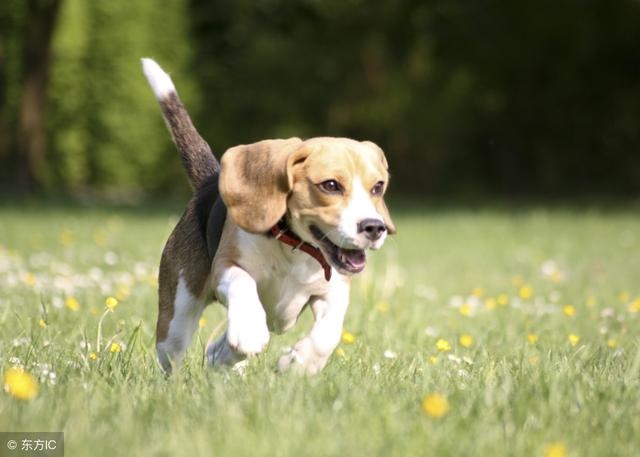 0年属狗51岁有血光之灾,1970年属狗女的命运"
