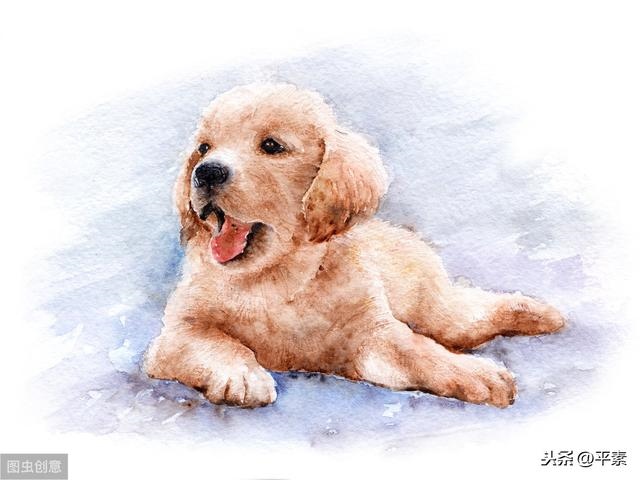 十二生肖命运表，命运独单的生肖