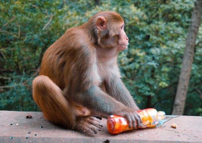 2年属猴30岁有一劫2022，1992年属猴哪年行大运"