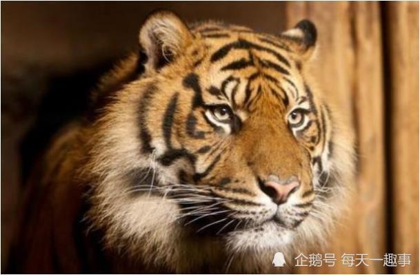 4年属虎哪年发财，74年属虎人今年运势"