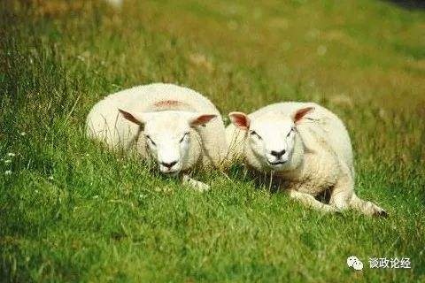 991年的羊在2022年运势，1991年属羊在2022年虎年结婚"