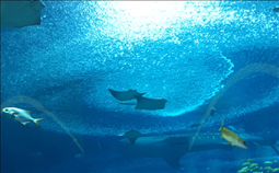 生肖狗女和生肖牛男相配吗，94年狗女和97年牛男婚姻