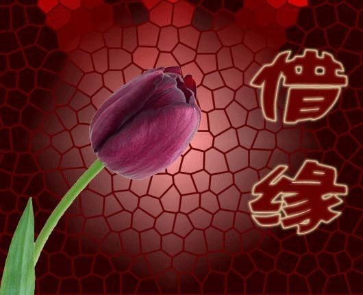 属马离婚女人会复婚吗,属马女二婚好不好