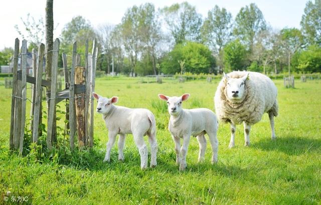 979属羊2022运势,62年属虎的今年运势"