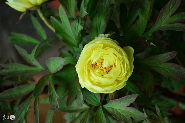 属狗女11月份运势，属狗10月份运势如何