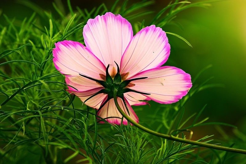 属蛇人2022年运势9月运势，2022 年77年属蛇人每月运势