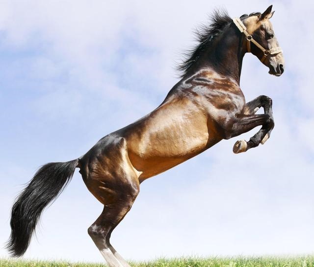 属鸡的相克生肖是什么，属鸡人一生最旺3个人