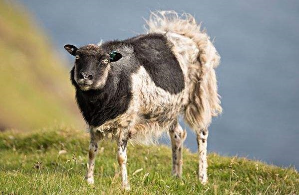 003年属羊男更佳配偶,03年属羊和95年属猪相配吗"