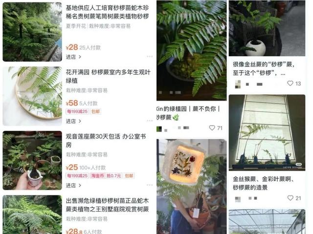 属龙男不宜和什么生肖最配，龙女不能配什么生肖