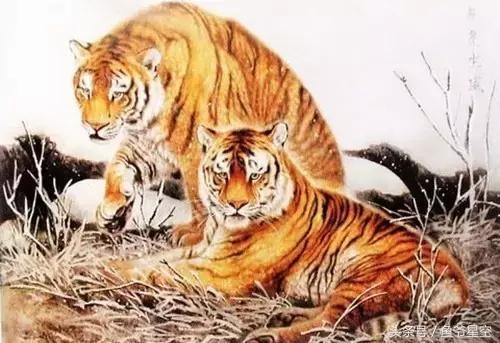 6年虎女一生财运状况，1986年属虎女人晚年运势"