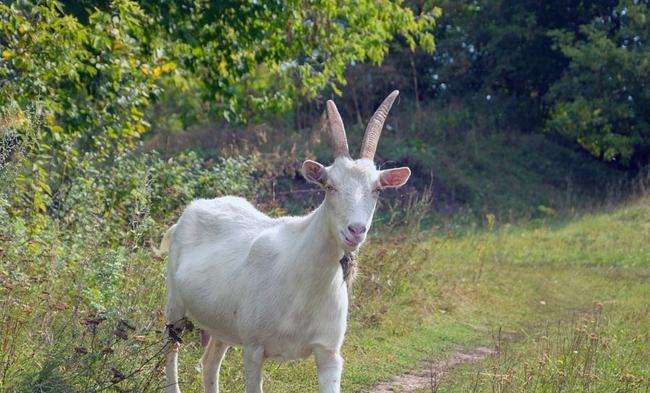 2年一月属羊好吗，92年属羊的是什么命"