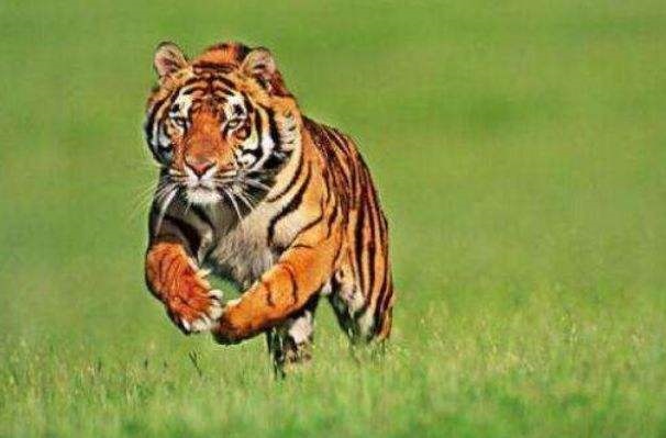 6年虎这个月运势,2022