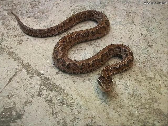 属蛇人要远离哪些生肖，属蛇一生要远离的属相