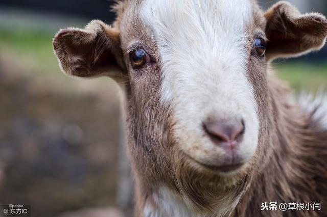 俗话说十羊九不全是值几月的羊，一头羊值多少钱