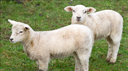 属羊年龄表2022年，属羊人在2022虎年的运势