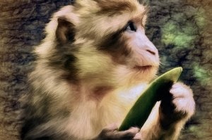 022属猴的多少岁，2022年最不顺利的生肖"