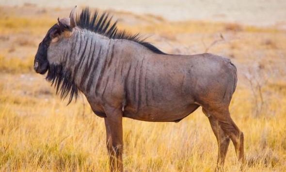 属羊的可以生牛宝宝，父母属猴生牛宝宝好吗