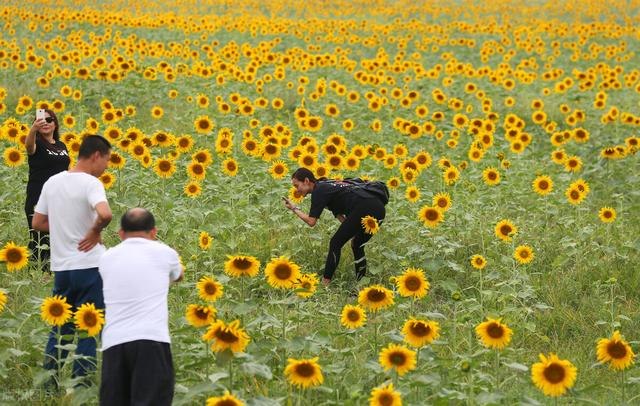 2年狗2022年必有一难,82年女狗2022年运势"