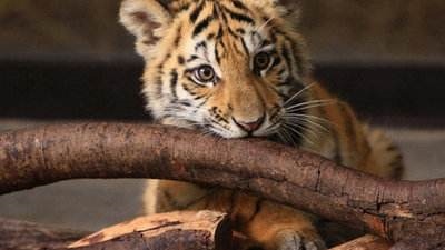 4年虎2022年运势怎么样，74年属虎47岁有一灾2022"