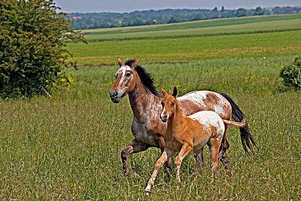 属马的幸运颜色是什么，属马1978年43走大运