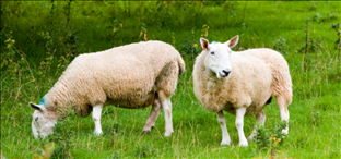 属羊二月十五人的命运,属羊二月出生的人婚姻如何