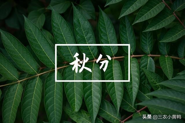 022牛年羊运好吗，91属羊人三大劫2022