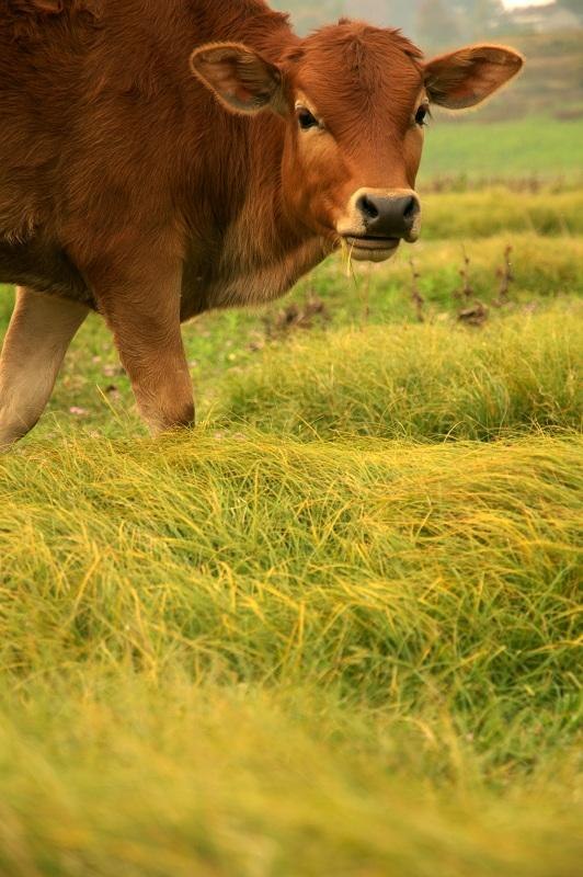0岁属什么生肖，60岁属什么生肖"