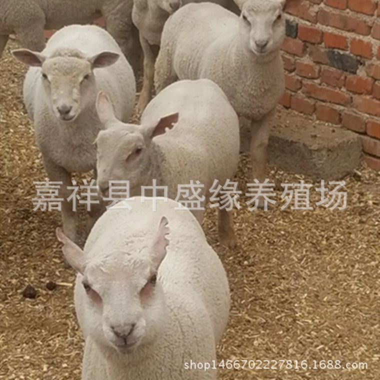 5年羊多少岁，1955年生的羊2022