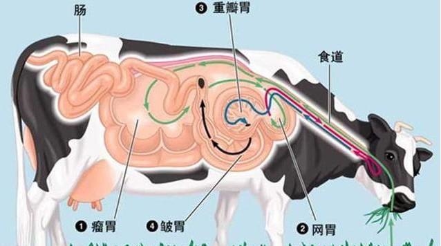 属羊的可以生牛宝宝，父母属猴生牛宝宝好吗