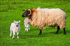 属羊和属羊的合财吗，属鸡的跟属羊的合财吗