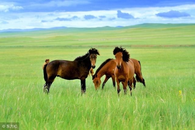 8年一月出生属马财运，属马几点出生命最苦"