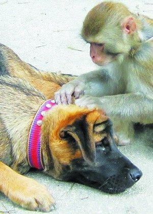 属猴和属狗的婚姻如何,92男属猴94女属狗配吗