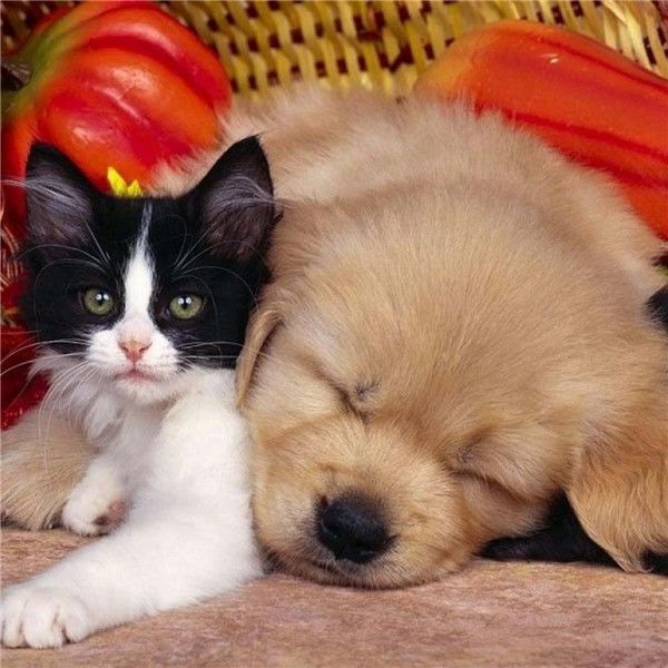 0年属狗11月份的运势,1970属狗的11月生婚姻"