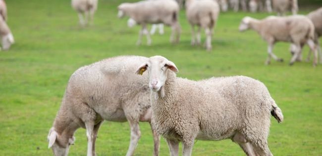 属羊在2022年有劫难吗，属羊人2022年运势运程