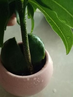 男羊女虎财运怎么样，属羊男配属虎女好不好