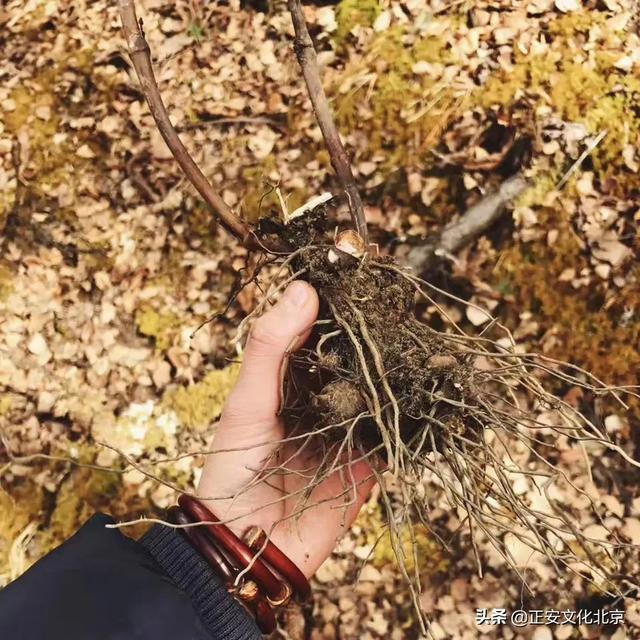 湿气重的人适合戴什么首饰，去湿气最快的 ***