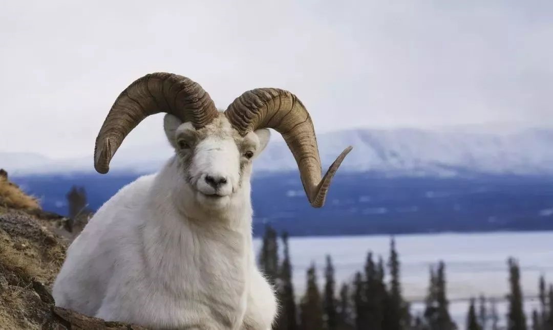 属羊的几月最不好，属羊二月出生好不好