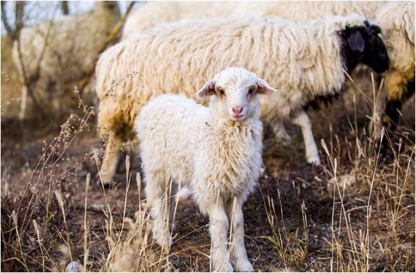 9年的羊女好不好，1979年属羊女人的命"