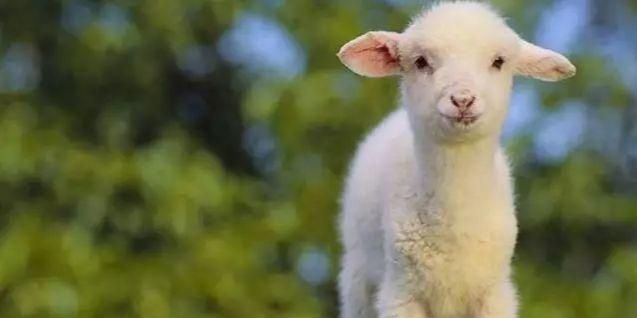 9年属羊男2022年桃花运,1990年属马2022