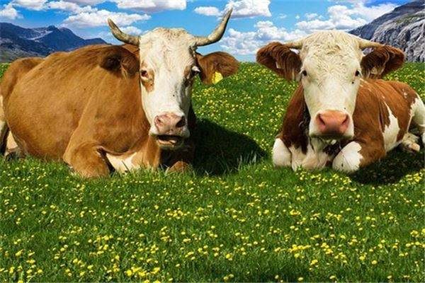 8年属相婚配表，78年属马42岁以后财运"