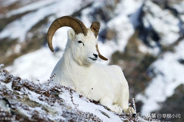 俗话说十羊九不全是值几月的羊，一头羊值多少钱