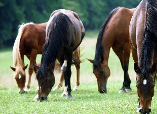 属马的过了31岁就顺了，90年属马31岁以后财运