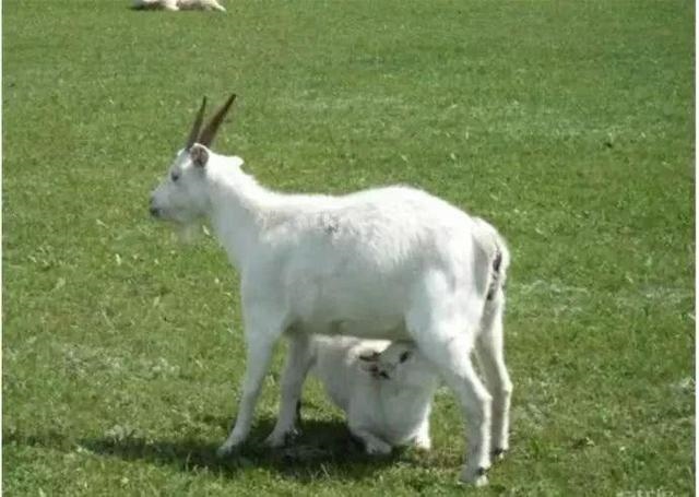 为什么相亲不能找属羊的，属羊的不能找什么属相