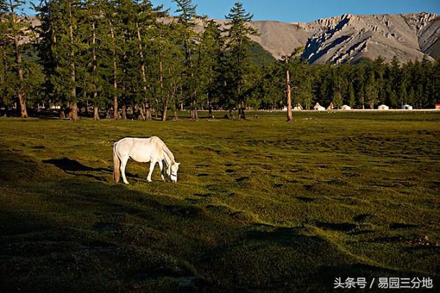 马人2022年运势及运程,生肖马2022 年运势详解