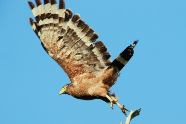 属蛇最怕的三个生肖，属蛇和什么属相做情人