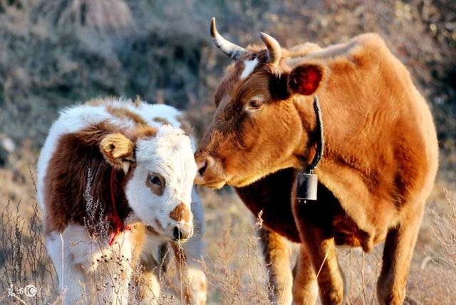 022年属牛横财运爆发,属牛的和什么属相不合"