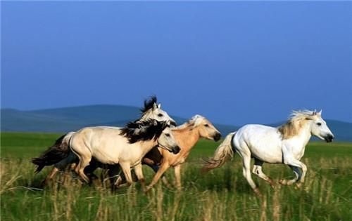 990年属马的运势，属马2022