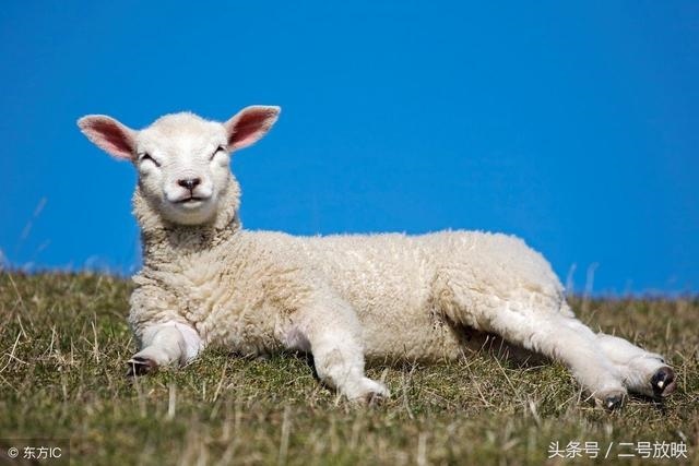属羊出生日的命运如何，属兔几点出生更好