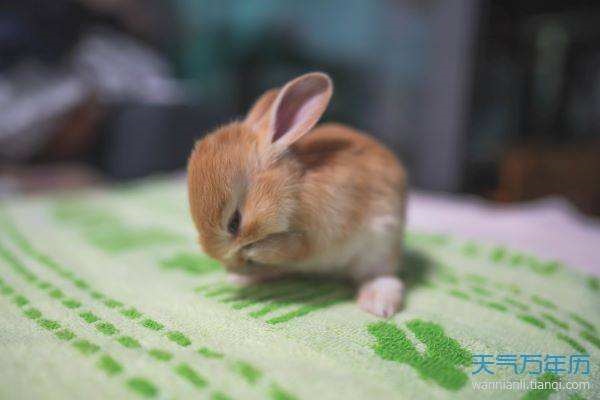 963年出生属兔的命运，1984年属鼠人2022