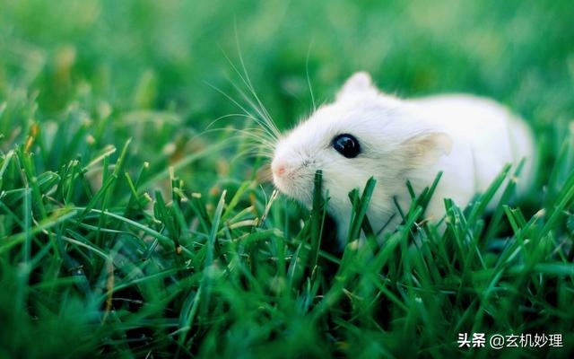 十一月份运势更好生肖，阳历十一月运势